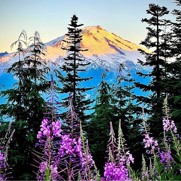 ✨LIVE ✨ - Picture 14 of 16